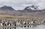 King penguin (Aptenodytes patagonicus) breeding colony at Fortuna Bay, South Georgia, South Atlantic Ocean, Polar Regions