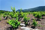 Vineyards, Peninsula Peljesac, Dalmatia, Croatia, Europe