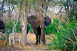 Mother elephant and calf in woodland in  Moremi National Park, Botswana