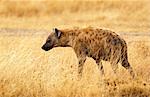 Spotted Hyena  in grassland, Grumeti, Tanzania