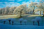 Heavy frost on trees in a field in Swinbrook, Oxfordshire in the Cotswolds area of rural England, United Kingdom