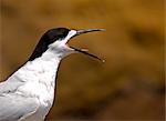 White-fronted tern (Sterna Striata) calling on a rock near South Head on the Tasman Sea,  North Island, New Zealand