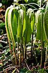 Early Spring Sprouting Ferns, England