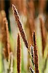 Wild Grasses, England