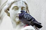 Pigeon perches on Queen Anne Statue at St Paul's Cathedral in London, England