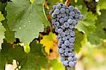 Cabernet Sauvignon grapes grow in the Pepper Tree Winery, Hunter Valley, Australia