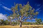 Eucalyptus tree, Queensland, Australia