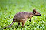 Red-legged Pademelon in the rainforest, Daintree, Queensland, Australia