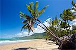 Thala Beach and the Coral Sea, Port Douglas, Australia