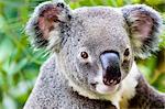 Koala, Queensland, Australia