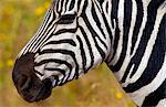 Common Plains Zebra (Grant's), Ngorongoro Crater, Tanzania