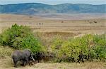 Elephant going to drink in the Ngorongoro Crater, Tanzania