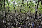 Mangrove roots in Daintree Rainforest, Australia