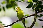 Budgerigar perched on branch, Queensland, Australia