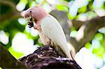 Major Mitchell Cockatoo perched on branch, Queensland, Australia