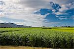 Sugar-cane paddock near Kuranda, Queensland, Australia