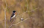 African Stonechat,  Ngorongoro, Tanzania, East Africa