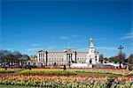 Red and yellow tulips growing in front of Buckingham Palace in April. London, England, United Kingdom, Europe