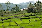 Waturaka valley, below Kelimutu volcano, Moni, eastern Flores, Nusa Tenggara, Indonesia, Southeast Asia, Asia