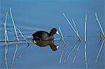 American coot (Fulica americana) swimming, Bosque del Apache National Wildlife Refuge, New Mexico, United States of America, North America