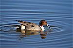 Northern pintail (Anas acuta) drake, Bosque del Apache National Wildlife Refuge, New Mexico, United States of America, North America