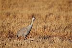 Sandhill crane (Grus canadensis), Bosque del Apache National Wildlife Refuge, New Mexico, United States of America, North America