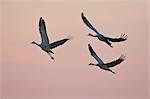 Three sandhill cranes (Grus canadensis) landing with pink clouds, Bosque del Apache National Wildlife Refuge, New Mexico, United States of America, North America