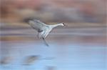 Sandhill crane (Grus canadensis) landing, Bosque del Apache National Wildlife Refuge, New Mexico, United States of America, North America