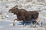Moose (Alces alces) calf on a winter morning, Grand Teton National Park, Wyoming, United States of America, North America