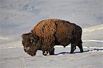 Bison (Bison bison) bull in the snow, Yellowstone National Park, Wyoming, United States of America, North America