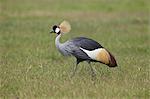 Grey crowned crane (Southern crowned crane) (Balearica regulorum), Ngorongoro Crater, Tanzania, East Africa, Africa