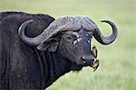 Cape buffalo (African buffalo) (Syncerus caffer) and two yellow-billed oxpeckers (Buphagus africanus), Ngorongoro Crater, Tanzania, East Africa, Africa