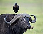 Cape Buffalo (African buffalo) (Syncerus caffer), white-naped raven (white-necked raven) (Corvus albicollis) and a yellow-billed oxpecker (Buphagus africanus), Ngorongoro Crater, Tanzania, East Africa, Africa