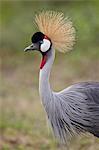 Grey crowned crane (Southern crowned crane) (Balearica regulorum), Serengeti National Park, Tanzania, East Africa, Africa