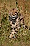 Cheetah (Acinonyx jubatus), Kruger National Park, South Africa, Africa