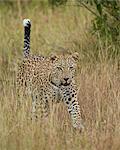 Leopard (Panthera pardus) walking through dry grass with his tail up, Kruger National Park, South Africa, Africa