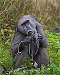 Adult male Chacma baboon (Papio ursinus) eating a water lily tuber, Kruger National Park, South Africa, Africa