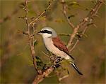 Red-backed shrike (Lanius collurio), Kruger National Park, South Africa, Africa