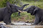 Two teenaged male African elephant (Loxodonta africana) playing, Kruger National Park, South Africa, Africa