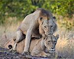 Lion (Panthera leo) pair mating, Kruger National Park, South Africa, Africa