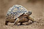 Leopard tortoise (Geochelone pardalis), Kruger National Park, South Africa, Africa