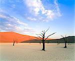 Dead trees and orange sand dunes, Dead Vlei, Sossusvlei dune field, Namib-Naukluft Park, Namib Desert, Namibia, Africa