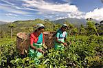 Women picking tea on Tea Plantation, Nuwara Eliya, Hill Country, Sri Lanka, Asia