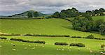 Sheep grazing on the rolling countryside of the Brecon Beacons, Powys, Wales, United Kingdom, Europe