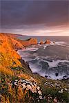 Wildflowers growing on the cliff tops above Hartland Point, looking south to Screda Point, Devon, England, United Kingdom, Europe