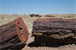 Petrified logs from the late Triassic period, 225 million years ago, Long Logs Trail, Petrified Forest National Park, Arizona, United States of America, North America