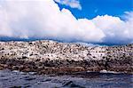 Comorants on an Island in the Beagle Channel, Ushuaia, Tierra del Fuego, Argentina, South America