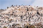 Cormorants on an island in the Beagle Channel, Ushuaia, Tierra del Fuego, Argentina, South America