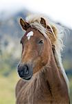 Wild horse, Iceland, Polar Regions