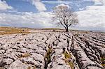 An old and twisted tree in a limestone pavement near to Malham in the Yorkshire Dales, Yorkshire, England, United Kingdom, Europe